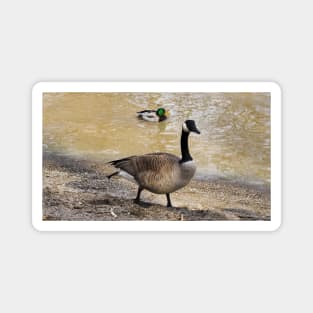 Canada Goose and Mallard Duck At The Beach Magnet