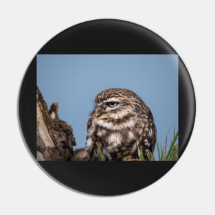 Little owl perched on at tree trunk Pin