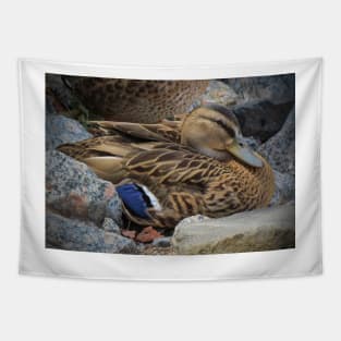 Mallard Hen Tapestry