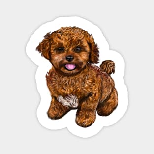 Cavapoochon Cavapoo Cavoodle - cute friendly cavalier King Charles spaniel Bichon frise Magnet