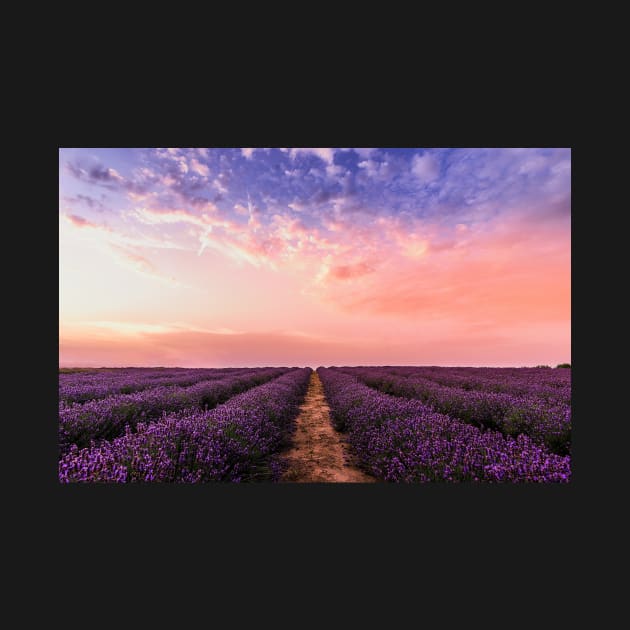 Lavender field under multicolored cloudy sky by djil13