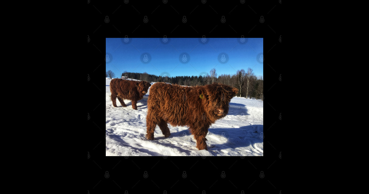 Scottish Highland Cattle Calves 1696 - Highland Cattle - Sticker ...