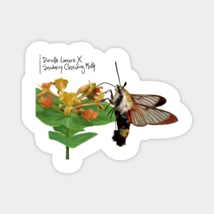 Snowberry Clearwing X Diervilla Lonicera Magnet