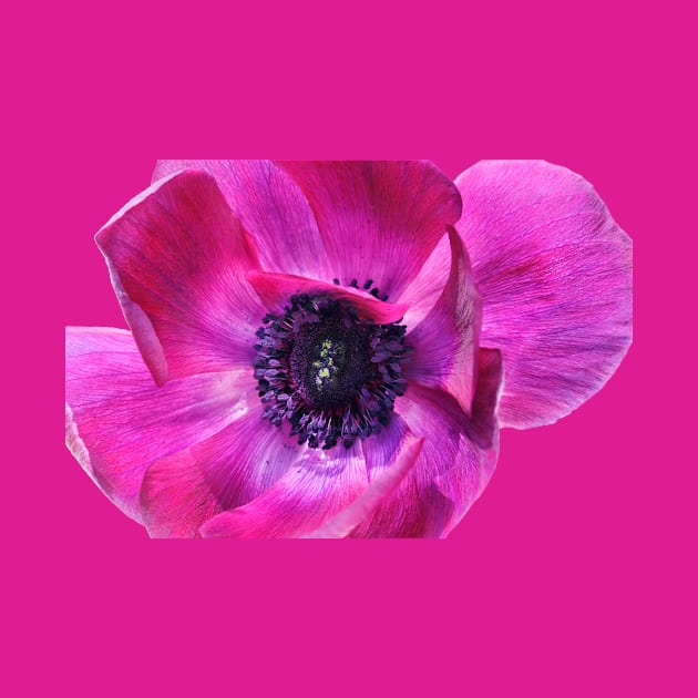 Purple poppy anemone by Jo Ann Snover