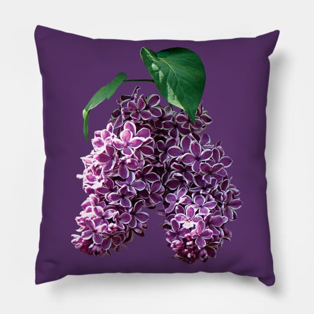 Lilacs - Two-Toned Lilacs Pillow by SusanSavad