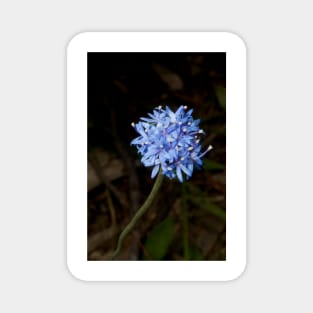 Truly Blue Pincushion Magnet