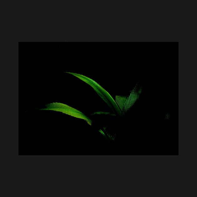 Bright green palm frond caught in sun against black background by brians101