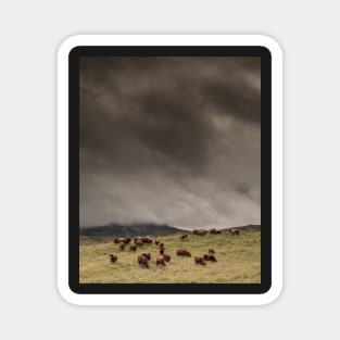 'The Coos, The Clouds and The Clegs', Monzie, Blair Atholl, near Pitlochry. Magnet