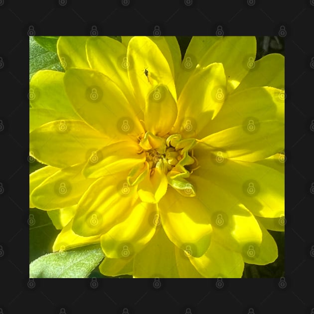 Sunshine of the Yellow Dahlia Flower by Photomersion