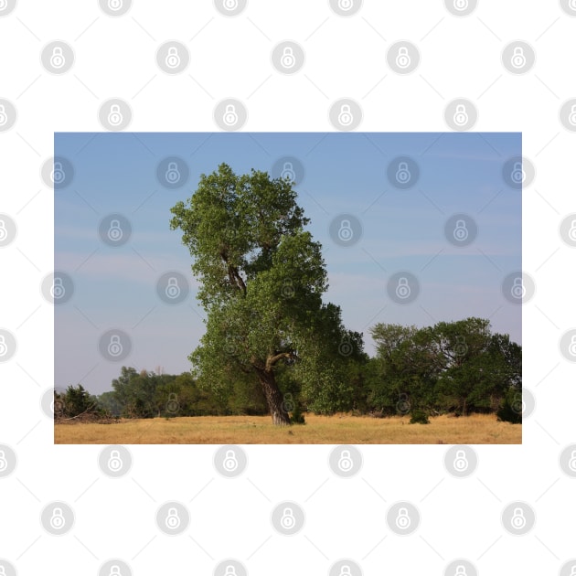 Kansas Country  Tree in a Pasture by ROBERTDBROZEK