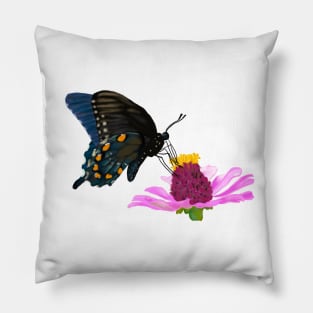 Pipevine Swallowtail Butterfly Pillow