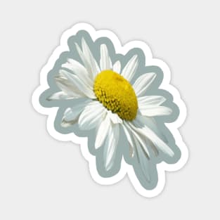 Close Up Common White Daisy Cut Out Magnet