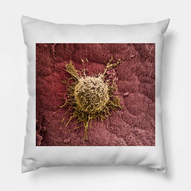 Bone marrow stem cell on cartilage, SEM (C019/7222) Pillow by SciencePhoto