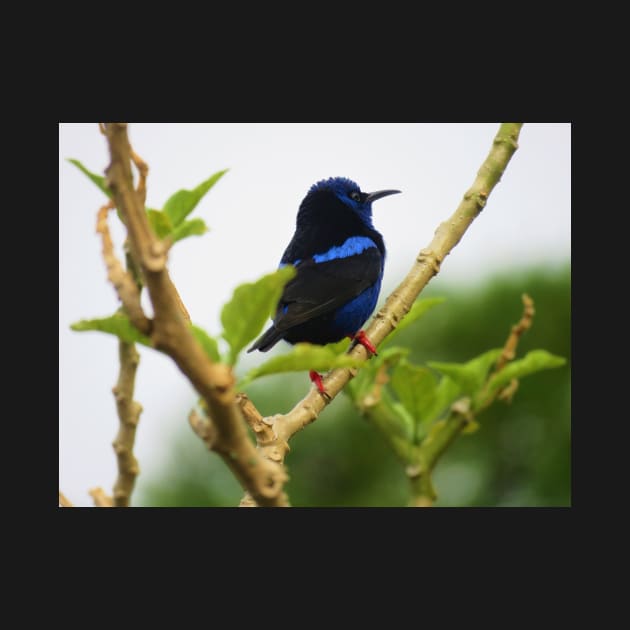 Red Legged Honeycreeper by julyperson