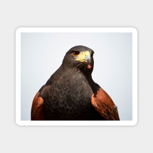 Harris Hawk Magnet