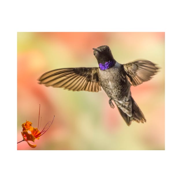 Black-chinned Hummingbird by MCHerdering