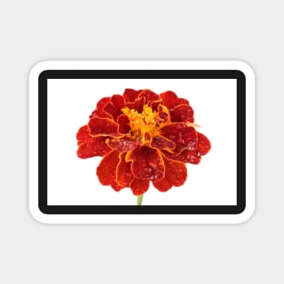 Tagetes patula &#39;Red Cherry&#39; French marigold Magnet