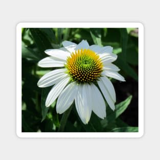 White Coneflower Magnet