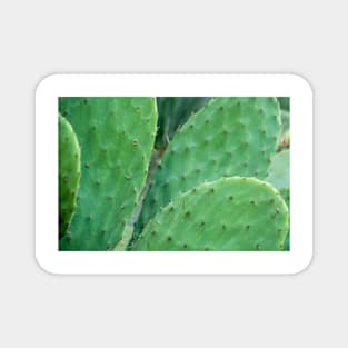 Cactus. Magnet