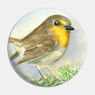 Robin bird on a frosted juniper branch Pin