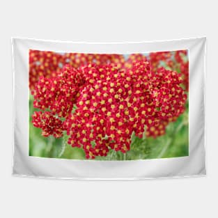 Achillea &#39;Fanal&#39; Yarrow Syn. Achillea &#39;The Beacon&#39; Tapestry