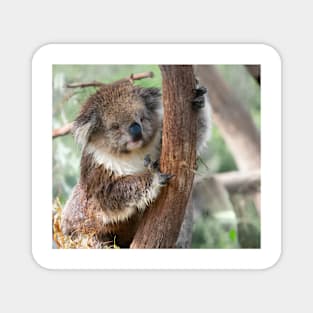 Koala bear in tree holding on Magnet