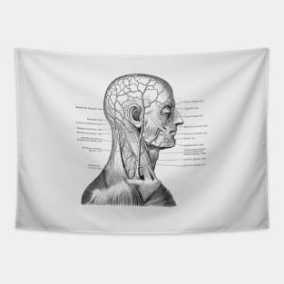 Vascular and Muscular System - Vintage Anatomy Tapestry