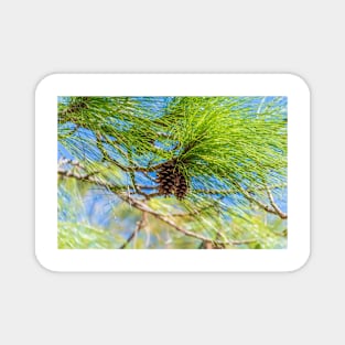 Pine cones on a tree Magnet