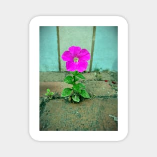 Little Petunia Magnet