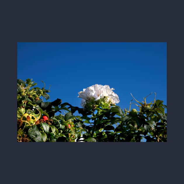 White Dog Rose under a clear blue sky by Violaman