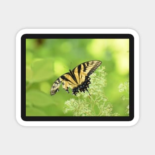 Tiger Swallowtail Butterfly 2021 Magnet