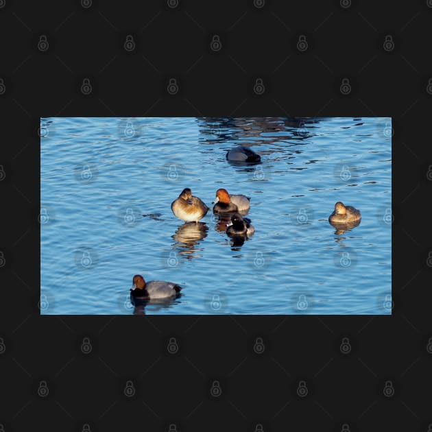 Redhead Ducks And A Ring-necked Duck Swimming by BackyardBirder