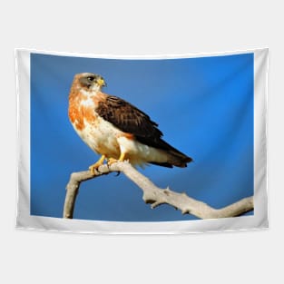 Swainson's hawk Tapestry