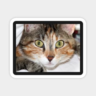 Calico Cat Face, Gifts Cat Lovers Magnet