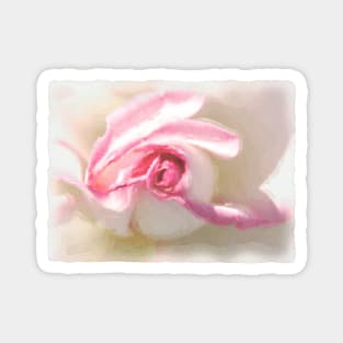 Peppermint rose Magnet