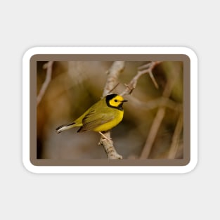 Hooded Warbler Magnet