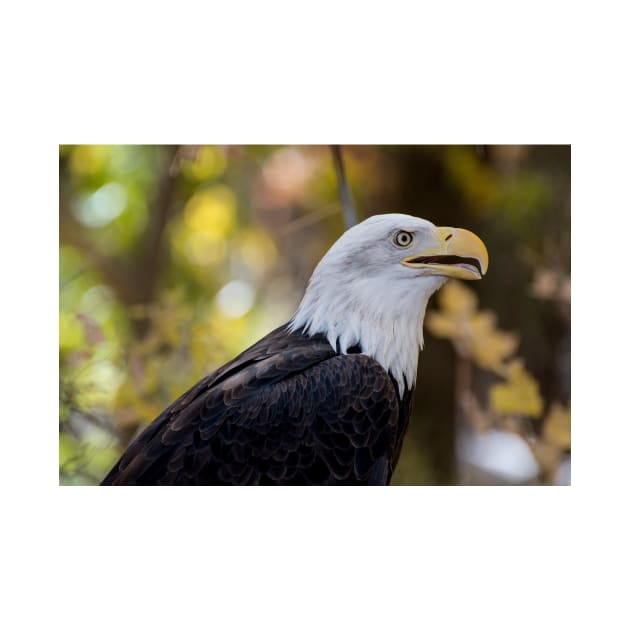 Bald Eagle by gdb2