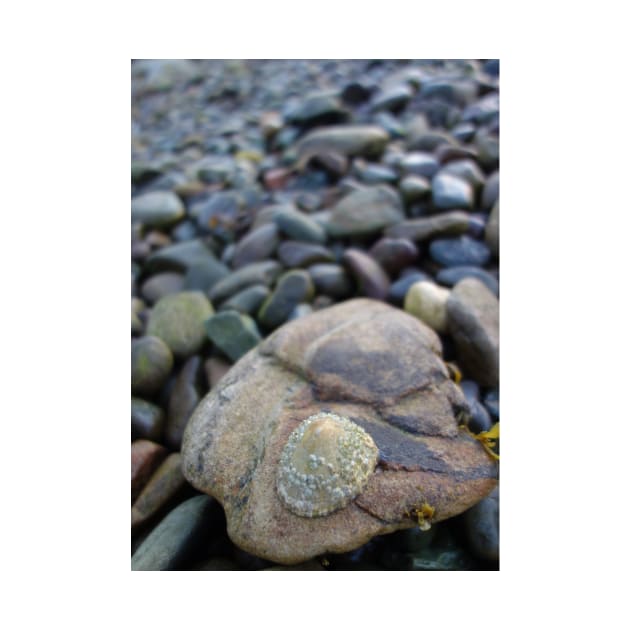 Limpet on a Stony Shore by MJDiesl