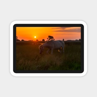 Horse grazing on pasture Magnet