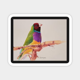 Gouldian Finch Magnet