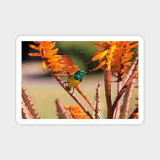 Collared Sunbird with Orange Flowers, South Africa Magnet