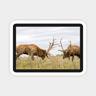 North American Wildlife - Bull Elk Facing Off Magnet