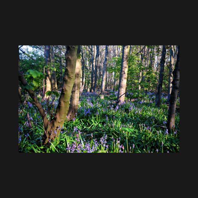 Dappled sunshine in Bluebell Woods by Violaman