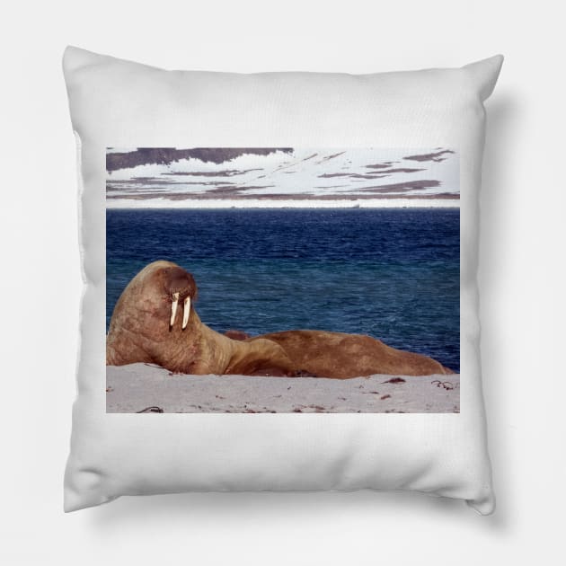 Walrus, Smeerenburg, Svalbard, Norway Pillow by HazelWright