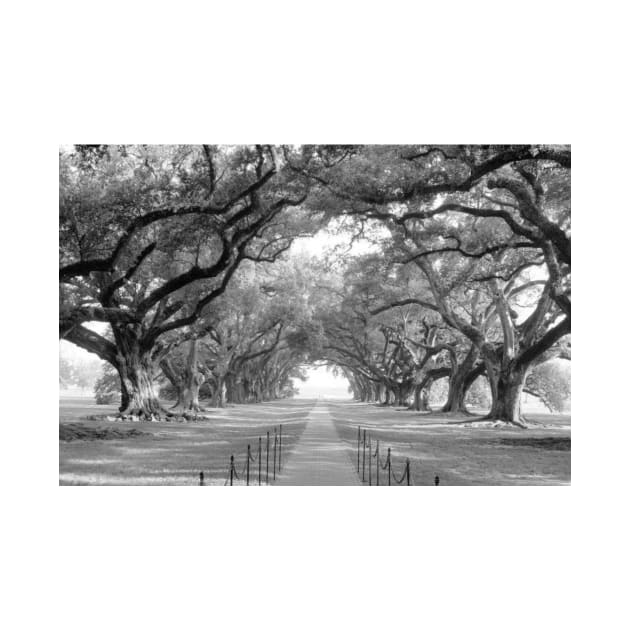 Brick Path Through Alley Of Oak Trees by HammiltenJohn