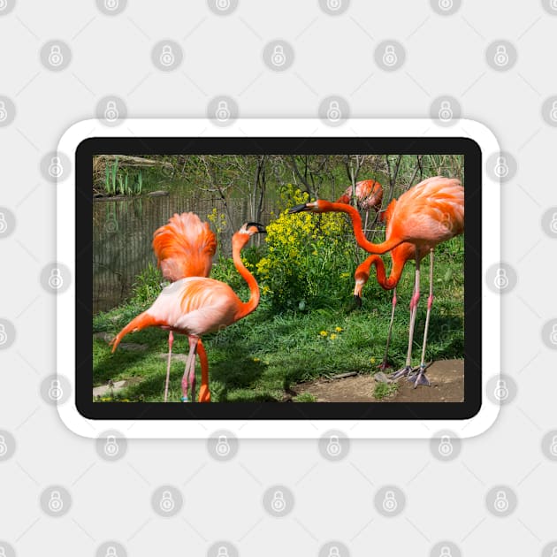 Flamingo Fight Magnet by Imagery