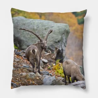 Ibex Pillow