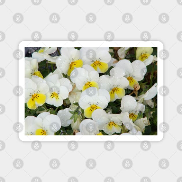 White Pansies After Rain Magnet by ButterflyInTheAttic
