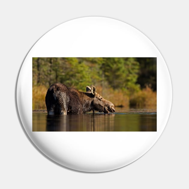 Swimming with Moose - Algonquin Park, Canada Pin by Jim Cumming