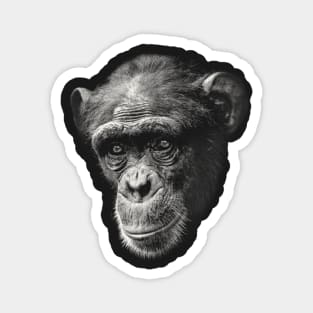 Chimpanzee with Sad Eyes Magnet